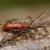 Drebulinis rusvūnas - Obrium cantharinum  | Fotografijos autorius : Žilvinas Pūtys | © Macrogamta.lt | Šis tinklapis priklauso bendruomenei kuri domisi makro fotografija ir fotografuoja gyvąjį makro pasaulį.