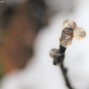 Drebutis | Fotografijos autorius : Agnė Kulpytė | © Macrogamta.lt | Šis tinklapis priklauso bendruomenei kuri domisi makro fotografija ir fotografuoja gyvąjį makro pasaulį.
