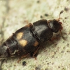 Dried Fruit Beetle - Carpophilus hemipterus | Fotografijos autorius : Vidas Brazauskas | © Macronature.eu | Macro photography web site