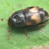 Sausvaisinis žvilgvabalis - Carpophilus hemipterus | Fotografijos autorius : Romas Ferenca | © Macronature.eu | Macro photography web site