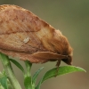 Pievinis verpikas - Euthrix potatoria ♂ | Fotografijos autorius : Gintautas Steiblys | © Macronature.eu | Macro photography web site