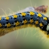 Drinker - Euthrix potatoria, caterpillar | Fotografijos autorius : Oskaras Venckus | © Macronature.eu | Macro photography web site