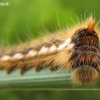 Drinker - Euthrix potatoria, caterpillar | Fotografijos autorius : Rasa Gražulevičiūtė | © Macronature.eu | Macro photography web site