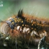 Drinker - Euthrix potatoria, caterpillar | Fotografijos autorius : Gediminas Gražulevičius | © Macronature.eu | Macro photography web site
