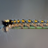 Drinker - Euthrix potatoria, caterpillar | Fotografijos autorius : Žilvinas Pūtys | © Macronature.eu | Macro photography web site