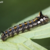 Drinker - Euthrix potatoria, caterpillar | Fotografijos autorius : Darius Baužys | © Macronature.eu | Macro photography web site