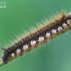 Drinker - Euthrix potatoria, caterpillar | Fotografijos autorius : Gediminas Gražulevičius | © Macronature.eu | Macro photography web site