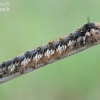 Drinker - Euthrix potatoria, caterpillar | Fotografijos autorius : Arūnas Eismantas | © Macronature.eu | Macro photography web site