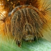 Drinker - Euthrix potatoria, portret of caterpillar  | Fotografijos autorius : Gintautas Steiblys | © Macronature.eu | Macro photography web site