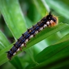 Pievinis verpikas, vikšras - Euthrix potatoria | Fotografijos autorius : Joana Katina | © Macronature.eu | Macro photography web site