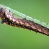 Drinker, caterpillar | Fotografijos autorius : Darius Baužys | © Macronature.eu | Macro photography web site