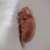 Drugstore beetle - Stegobium paniceum | Fotografijos autorius : Vidas Brazauskas | © Macronature.eu | Macro photography web site