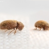 Drugstore beetle - Stegobium paniceum | Fotografijos autorius : Darius Baužys | © Macronature.eu | Macro photography web site