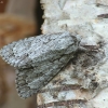 Klevinis strėlinukas - Acronicta aceris | Fotografijos autorius : Vidas Brazauskas | © Macrogamta.lt | Šis tinklapis priklauso bendruomenei kuri domisi makro fotografija ir fotografuoja gyvąjį makro pasaulį.