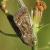 Geltonsparnis pelėdgalvis - Thalpophila matura | Fotografijos autorius : Vidas Brazauskas | © Macrogamta.lt | Šis tinklapis priklauso bendruomenei kuri domisi makro fotografija ir fotografuoja gyvąjį makro pasaulį.