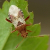 Dryžapilvė kampuotblakė - Rhopalus subrufus | Fotografijos autorius : Vidas Brazauskas | © Macrogamta.lt | Šis tinklapis priklauso bendruomenei kuri domisi makro fotografija ir fotografuoja gyvąjį makro pasaulį.