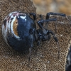 Dryžuotasis storapilvis - Parasteatoda lunata | Fotografijos autorius : Kazimieras Martinaitis | © Macrogamta.lt | Šis tinklapis priklauso bendruomenei kuri domisi makro fotografija ir fotografuoja gyvąjį makro pasaulį.