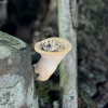 Dryad's saddle - Cerioporus squamosus? | Fotografijos autorius : Kazimieras Martinaitis | © Macronature.eu | Macro photography web site