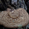 Dryad's saddle - Cerioporus squamosus | Fotografijos autorius : Vitalij Drozdov | © Macronature.eu | Macro photography web site