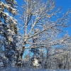 Dubravos miškas žiemą | Fotografijos autorius : Gintautas Steiblys | © Macrogamta.lt | Šis tinklapis priklauso bendruomenei kuri domisi makro fotografija ir fotografuoja gyvąjį makro pasaulį.