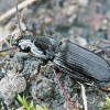 Paprastasis smiltžygis - Pterostichus melanarius ? | Fotografijos autorius : Gintautas Steiblys | © Macrogamta.lt | Šis tinklapis priklauso bendruomenei kuri domisi makro fotografija ir fotografuoja gyvąjį makro pasaulį.