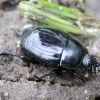 Dvėseninis krypūnėlis - Margarinotus brunneus | Fotografijos autorius : Romas Ferenca | © Macrogamta.lt | Šis tinklapis priklauso bendruomenei kuri domisi makro fotografija ir fotografuoja gyvąjį makro pasaulį.