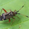 Dvidėmė žolblakė - Closterotomus biclavatus | Fotografijos autorius : Gintautas Steiblys | © Macrogamta.lt | Šis tinklapis priklauso bendruomenei kuri domisi makro fotografija ir fotografuoja gyvąjį makro pasaulį.