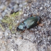 Dvidėmis barzdukžygis - Philochthus biguttatus | Fotografijos autorius : Romas Ferenca | © Macrogamta.lt | Šis tinklapis priklauso bendruomenei kuri domisi makro fotografija ir fotografuoja gyvąjį makro pasaulį.