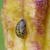 Dvidešimtdvitaškė boružė - Psyllobora vigintiduopunctata, lėliukė | Fotografijos autorius : Romas Ferenca | © Macrogamta.lt | Šis tinklapis priklauso bendruomenei kuri domisi makro fotografija ir fotografuoja gyvąjį makro pasaulį.