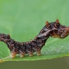 Dvijuostis lenktasparnis - Falcaria lacertinaria, vikšras | Fotografijos autorius : Žilvinas Pūtys | © Macrogamta.lt | Šis tinklapis priklauso bendruomenei kuri domisi makro fotografija ir fotografuoja gyvąjį makro pasaulį.