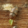 Žvilgvabalis - Epuraea sp. | Fotografijos autorius : Vidas Brazauskas | © Macrogamta.lt | Šis tinklapis priklauso bendruomenei kuri domisi makro fotografija ir fotografuoja gyvąjį makro pasaulį.