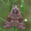 Dvitaškis dirvinukas - Xestia baja | Fotografijos autorius : Gintautas Steiblys | © Macrogamta.lt | Šis tinklapis priklauso bendruomenei kuri domisi makro fotografija ir fotografuoja gyvąjį makro pasaulį.