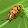 Dvylikadėmis smidrinukas - Crioceris duodecimpunctata | Fotografijos autorius : Vidas Brazauskas | © Macrogamta.lt | Šis tinklapis priklauso bendruomenei kuri domisi makro fotografija ir fotografuoja gyvąjį makro pasaulį.