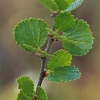 Dwarf birch - Betula nana | Fotografijos autorius : Gintautas Steiblys | © Macronature.eu | Macro photography web site