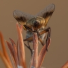 Dygliamusė - Ectophasia crassipennis ♀ | Fotografijos autorius : Žilvinas Pūtys | © Macrogamta.lt | Šis tinklapis priklauso bendruomenei kuri domisi makro fotografija ir fotografuoja gyvąjį makro pasaulį.