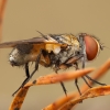 Dygliamusė - Ectophasia crassipennis ♀ | Fotografijos autorius : Žilvinas Pūtys | © Macrogamta.lt | Šis tinklapis priklauso bendruomenei kuri domisi makro fotografija ir fotografuoja gyvąjį makro pasaulį.