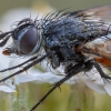 Dygliamusė - Eriothrix rufomaculata | Fotografijos autorius : Žilvinas Pūtys | © Macrogamta.lt | Šis tinklapis priklauso bendruomenei kuri domisi makro fotografija ir fotografuoja gyvąjį makro pasaulį.