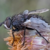 Dygliamusė - Panzeria puparum ♂ | Fotografijos autorius : Žilvinas Pūtys | © Macrogamta.lt | Šis tinklapis priklauso bendruomenei kuri domisi makro fotografija ir fotografuoja gyvąjį makro pasaulį.