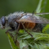 Dygliamusė - Tachina lurida ♀ | Fotografijos autorius : Žilvinas Pūtys | © Macrogamta.lt | Šis tinklapis priklauso bendruomenei kuri domisi makro fotografija ir fotografuoja gyvąjį makro pasaulį.