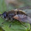 Dygliamusė - Tachina lurida ♂ | Fotografijos autorius : Žilvinas Pūtys | © Macrogamta.lt | Šis tinklapis priklauso bendruomenei kuri domisi makro fotografija ir fotografuoja gyvąjį makro pasaulį.