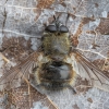 Dygliamusė - Tachina ursina ♂ | Fotografijos autorius : Žilvinas Pūtys | © Macrogamta.lt | Šis tinklapis priklauso bendruomenei kuri domisi makro fotografija ir fotografuoja gyvąjį makro pasaulį.