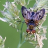 Dygliamusė | Ectophasia crassipennis | Fotografijos autorius : Darius Baužys | © Macrogamta.lt | Šis tinklapis priklauso bendruomenei kuri domisi makro fotografija ir fotografuoja gyvąjį makro pasaulį.