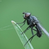 Žiedenė - Phorbia sp. | Fotografijos autorius : Vidas Brazauskas | © Macrogamta.lt | Šis tinklapis priklauso bendruomenei kuri domisi makro fotografija ir fotografuoja gyvąjį makro pasaulį.