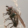 Žiedenė - Leucophora sp. | Fotografijos autorius : Gintautas Steiblys | © Macrogamta.lt | Šis tinklapis priklauso bendruomenei kuri domisi makro fotografija ir fotografuoja gyvąjį makro pasaulį.