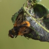Dygliamusė - Ectophasia crassipennis | Fotografijos autorius : Vidas Brazauskas | © Macrogamta.lt | Šis tinklapis priklauso bendruomenei kuri domisi makro fotografija ir fotografuoja gyvąjį makro pasaulį.