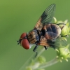 Dygliamusė - Ectophasia crassipennis | Fotografijos autorius : Gintautas Steiblys | © Macrogamta.lt | Šis tinklapis priklauso bendruomenei kuri domisi makro fotografija ir fotografuoja gyvąjį makro pasaulį.
