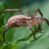 Dygusis vaidenvoris - Zora spinimana | Fotografijos autorius : Žilvinas Pūtys | © Macrogamta.lt | Šis tinklapis priklauso bendruomenei kuri domisi makro fotografija ir fotografuoja gyvąjį makro pasaulį.