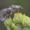 Ežeininis gumbinis ugniukas - Cynaeda dentalis | Fotografijos autorius : Žilvinas Pūtys | © Macrogamta.lt | Šis tinklapis priklauso bendruomenei kuri domisi makro fotografija ir fotografuoja gyvąjį makro pasaulį.