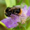Early bumblebee - Bombus pratorum | Fotografijos autorius : Romas Ferenca | © Macronature.eu | Macro photography web site