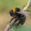 Early bumblebee - Bombus pratorum | Fotografijos autorius : Gintautas Steiblys | © Macronature.eu | Macro photography web site